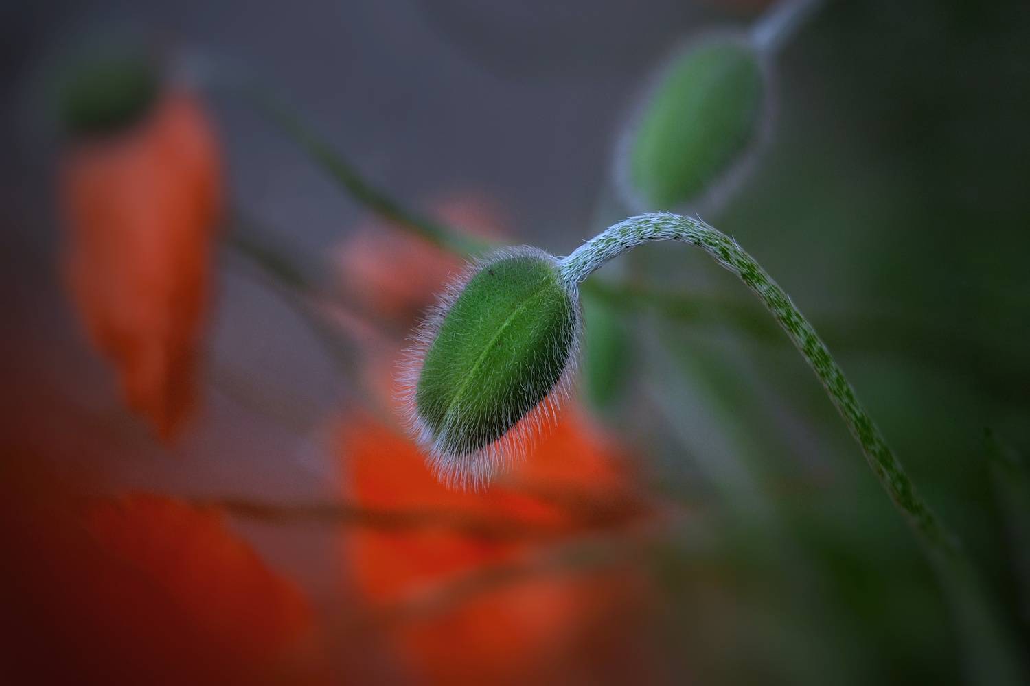 , Юлияна Стоянова