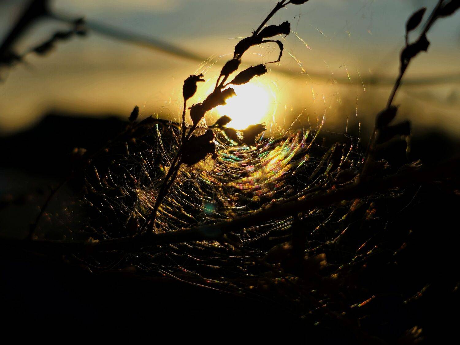 , Мария Яковлева