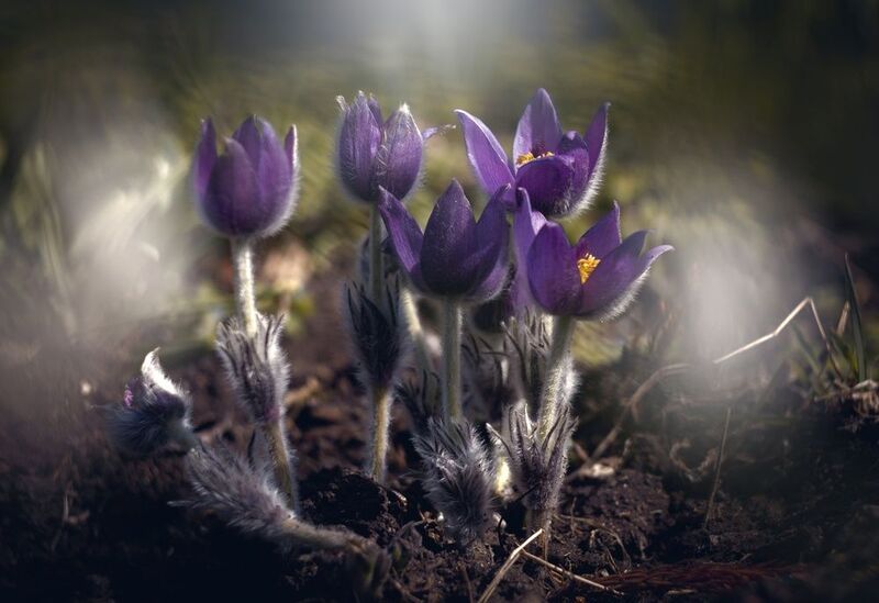 Пробуждение прекрасной сон-травы. фото превью