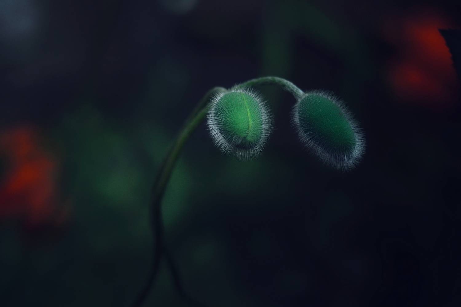 , Юлияна Стоянова