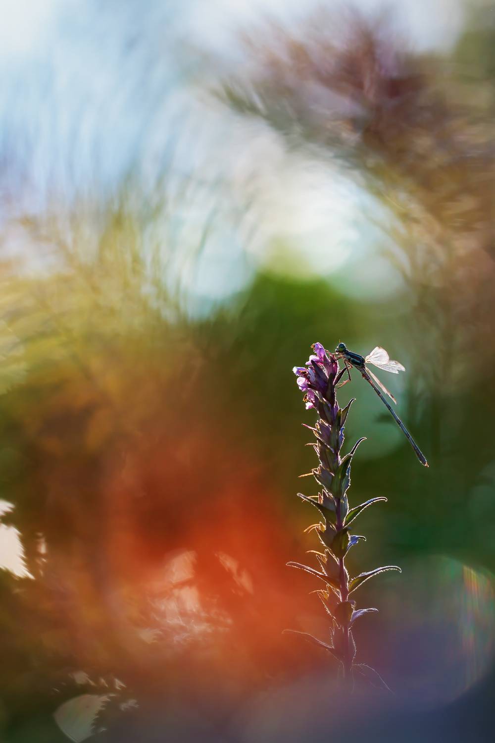 , Кузнецов Дмитрий