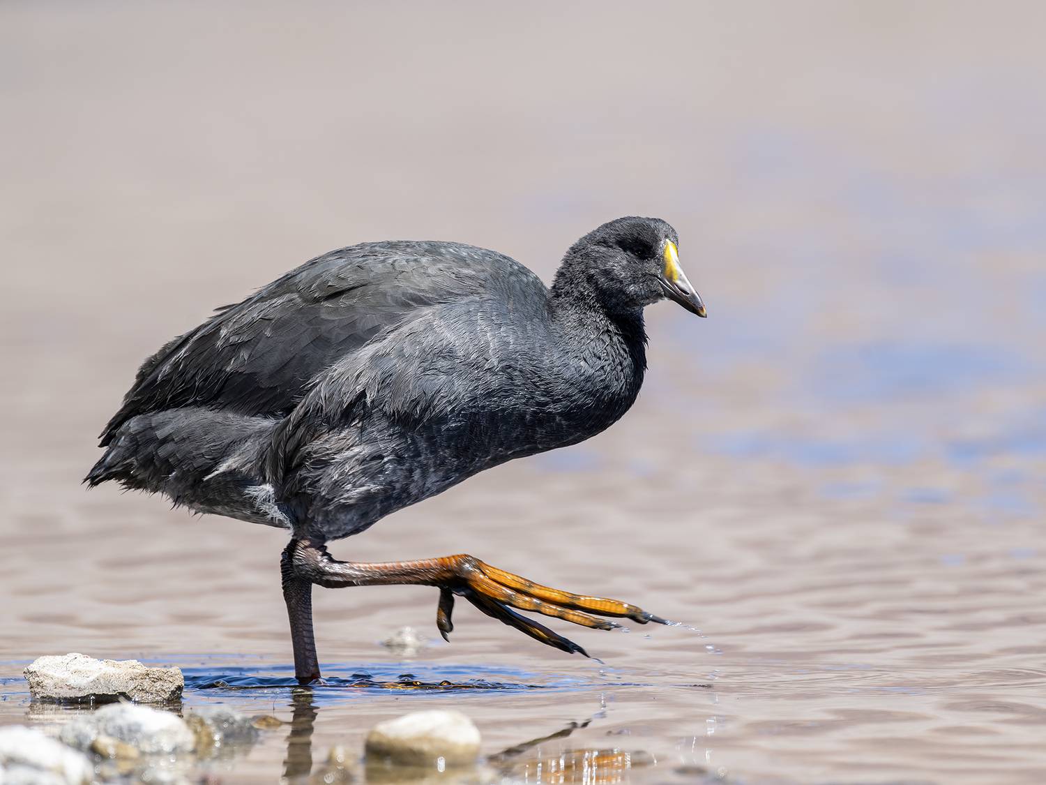 , Fernando Burgalin Sequeira