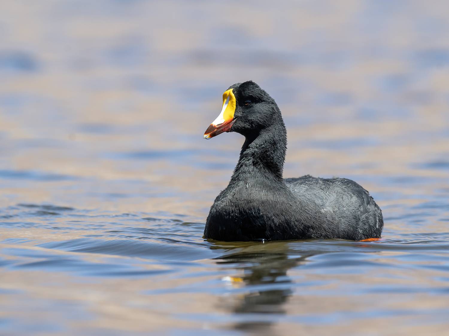 , Fernando Burgalin Sequeira