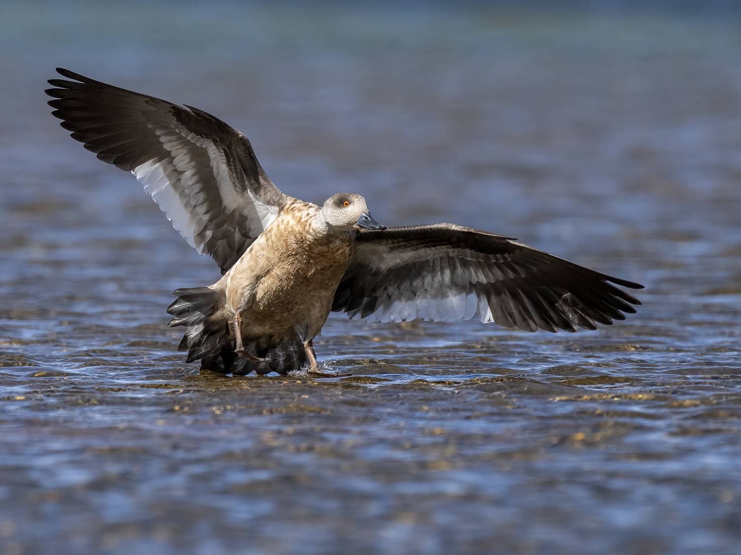 , Fernando Burgalin Sequeira