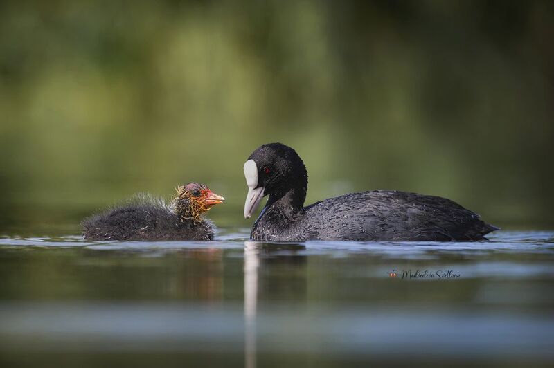 Отцы и дети. фото превью