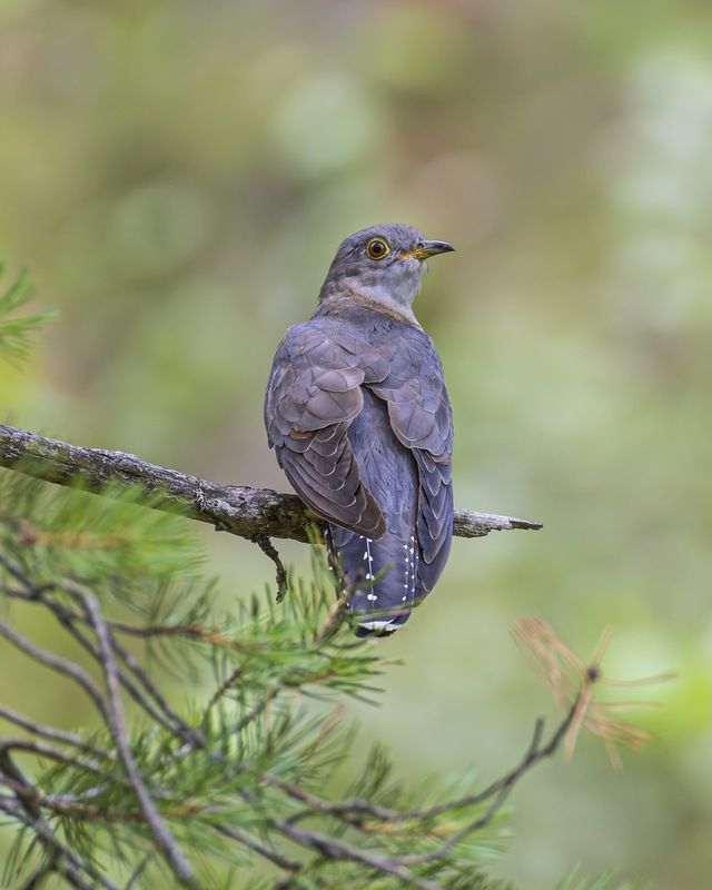 кукушка, птицы Кукушка фото превью