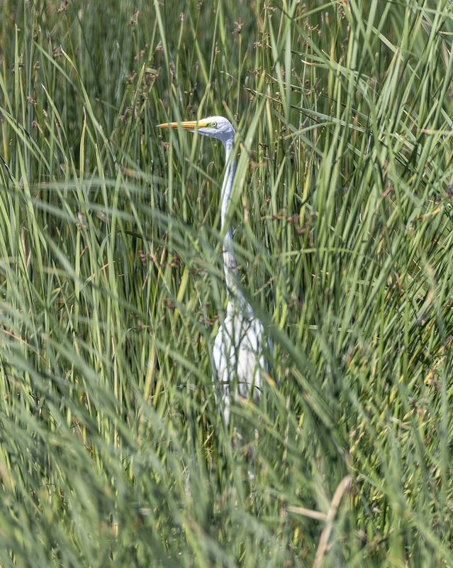 большая белая цапля, белая цапля, цапля, птицы, фотоохота Я вижу тебя! фото превью