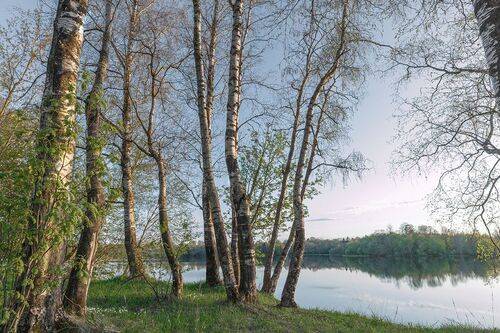 Березовый май