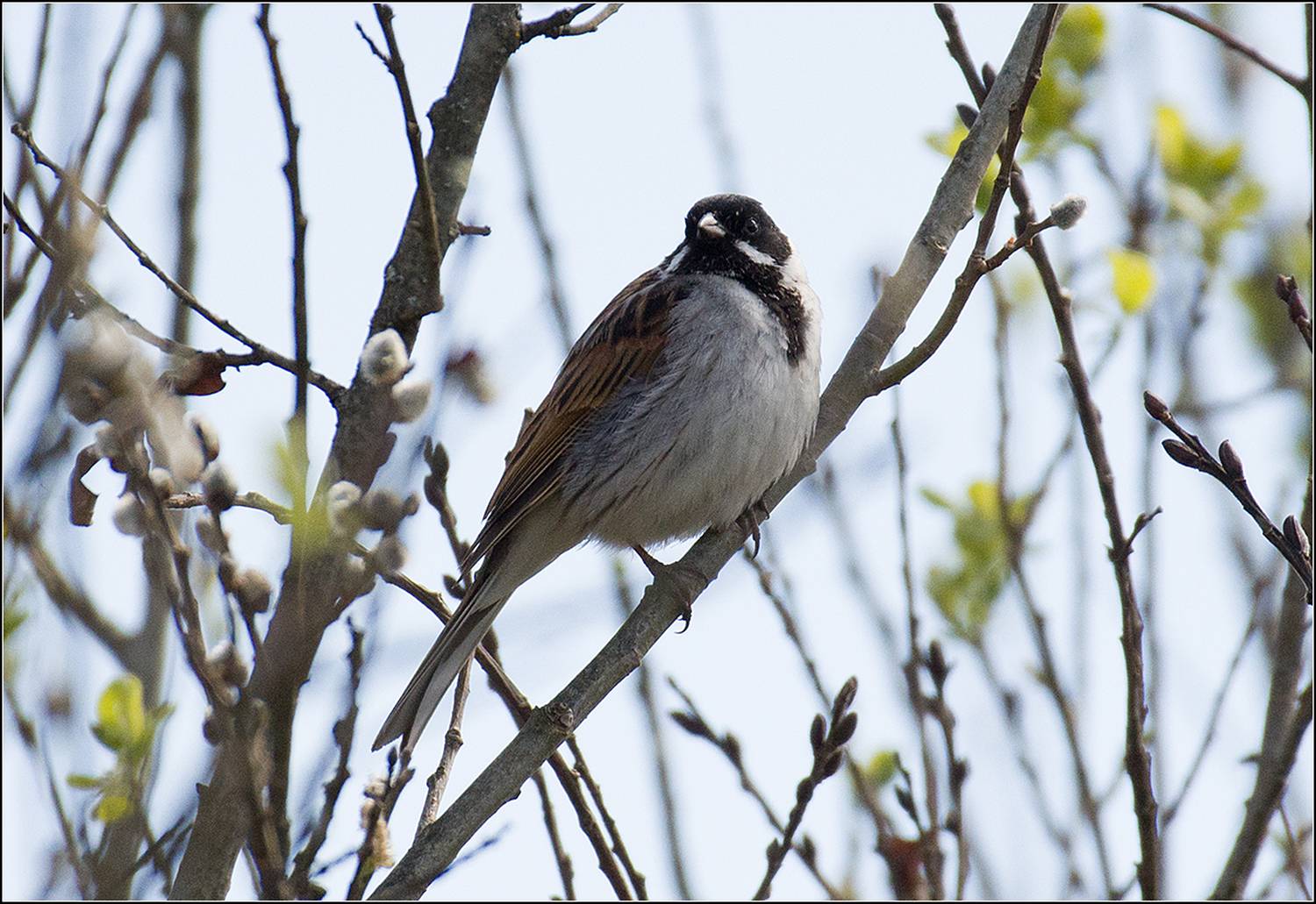 москва, парк, птица, АНАТОЛИЙ ДОВЫДЕНКО