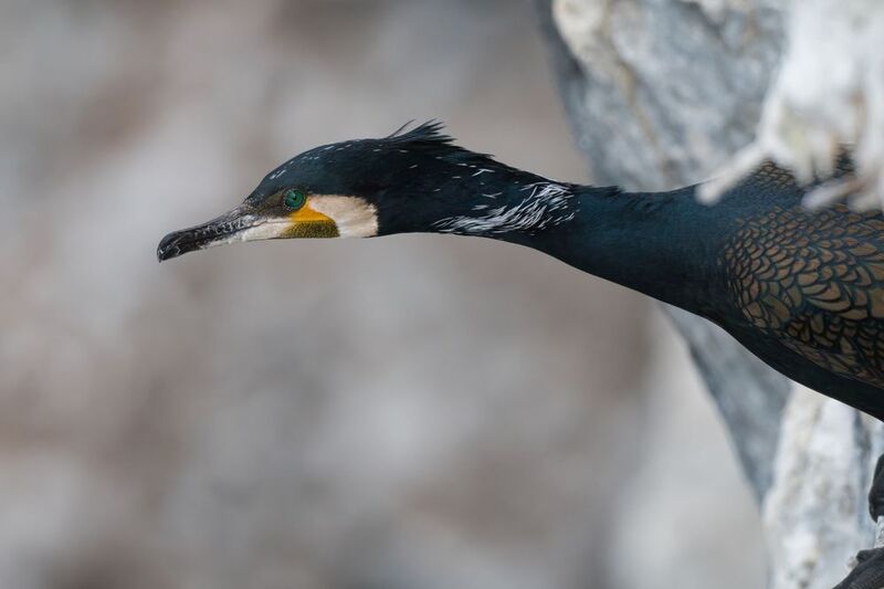 Зеленоглазое фото превью