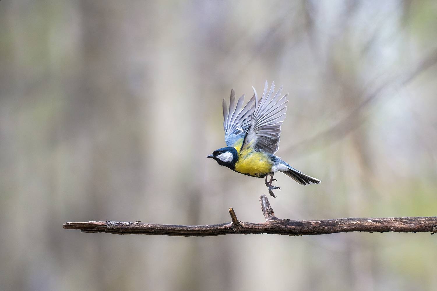 пермский край, птицы, фотоохота, природа, синица, Кузнецов Кирилл