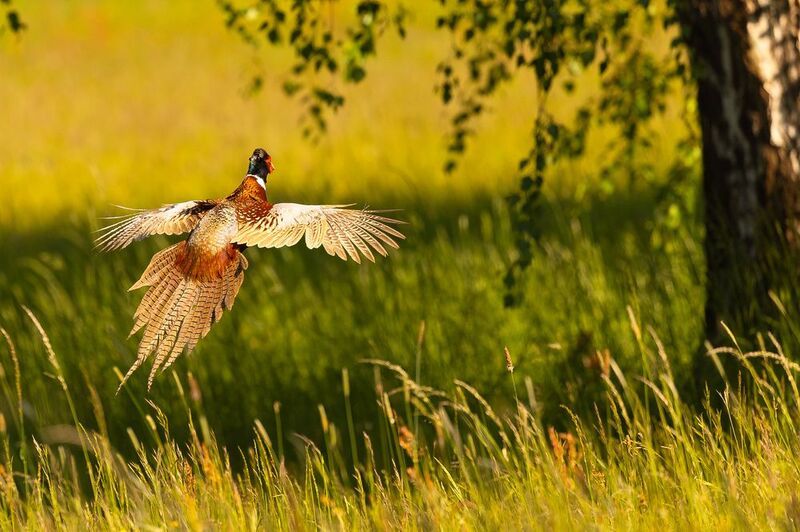 Pheasant фото превью