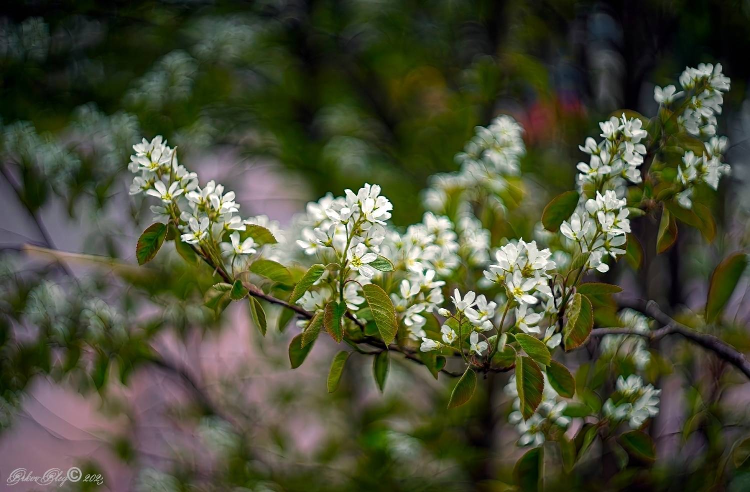 , Орлов Олег