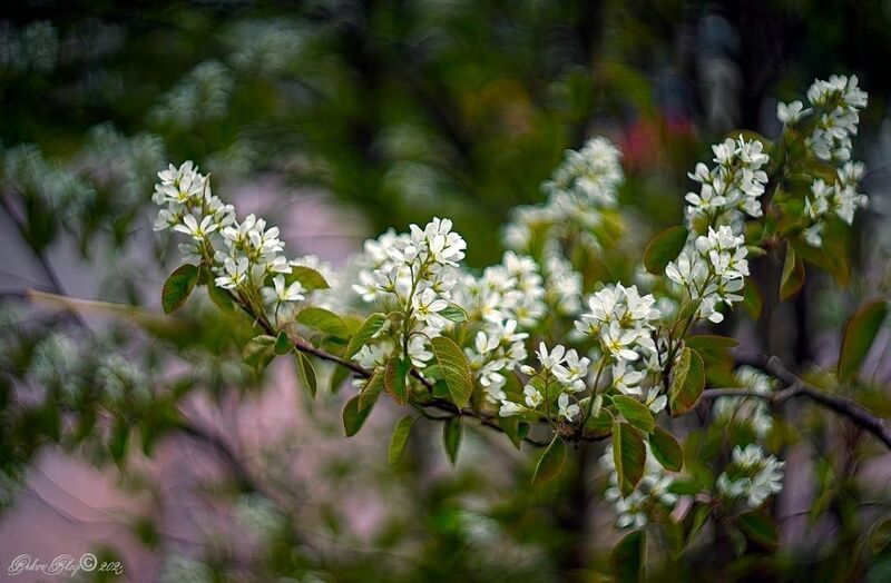 *** фото превью