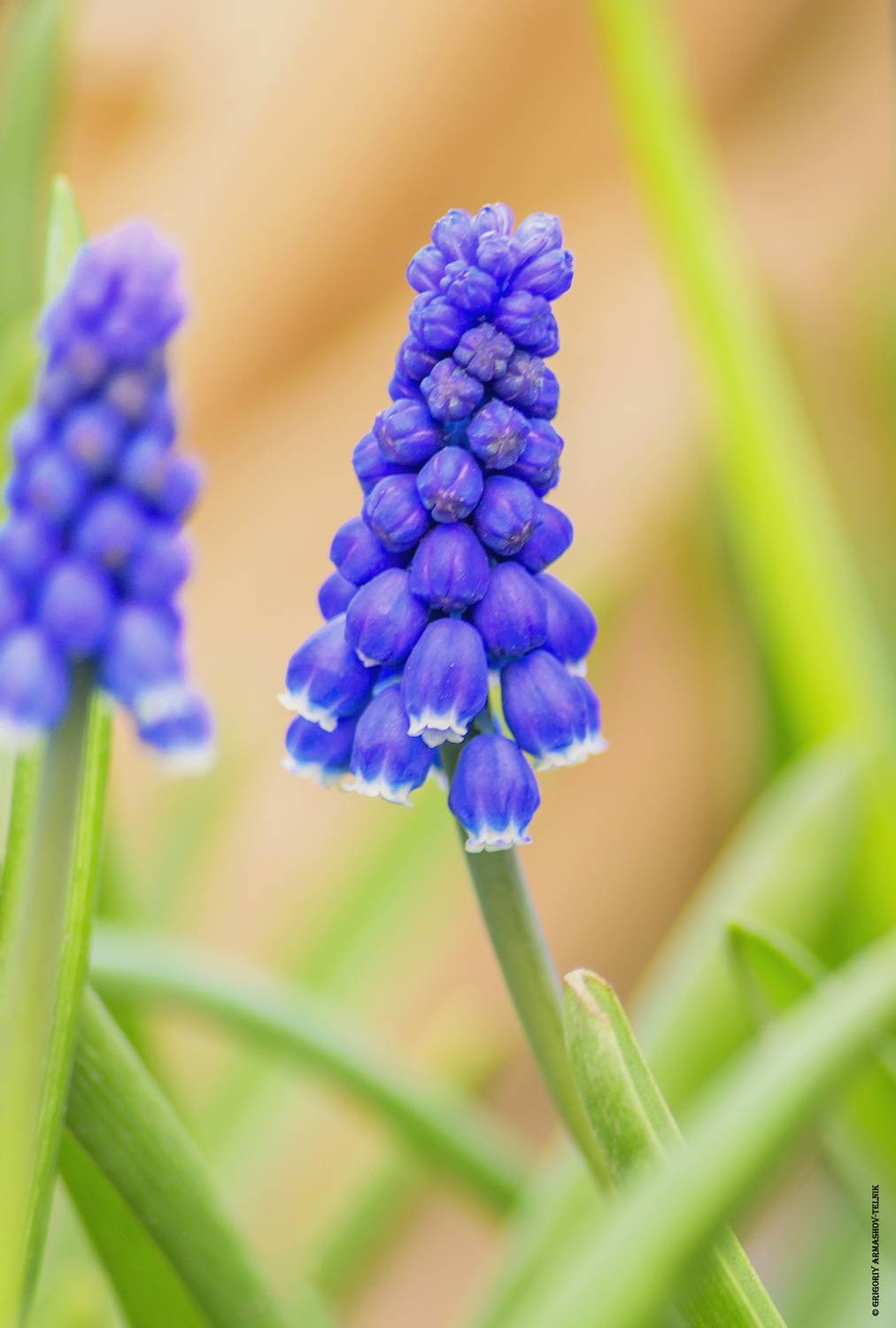 цветы, макро, растения, весна, Армашов-Тельник Григорий