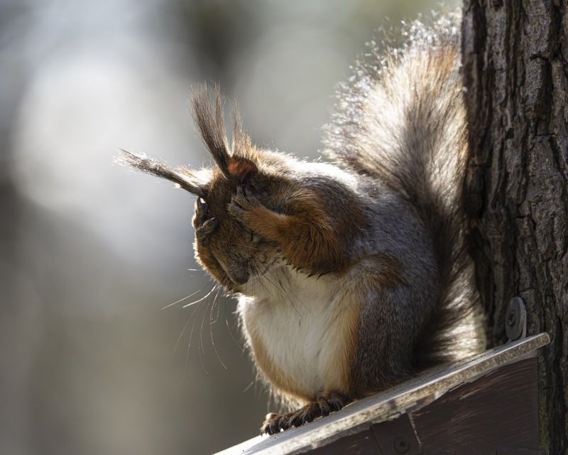 белка, юмор, белочка Утро после вечеринки фото превью