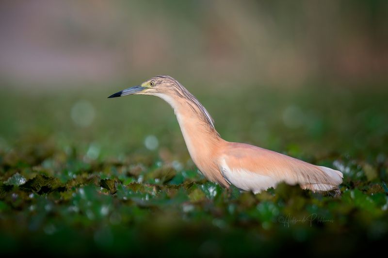 wildlife, squacco heron Охота жёлтой цапли фото превью