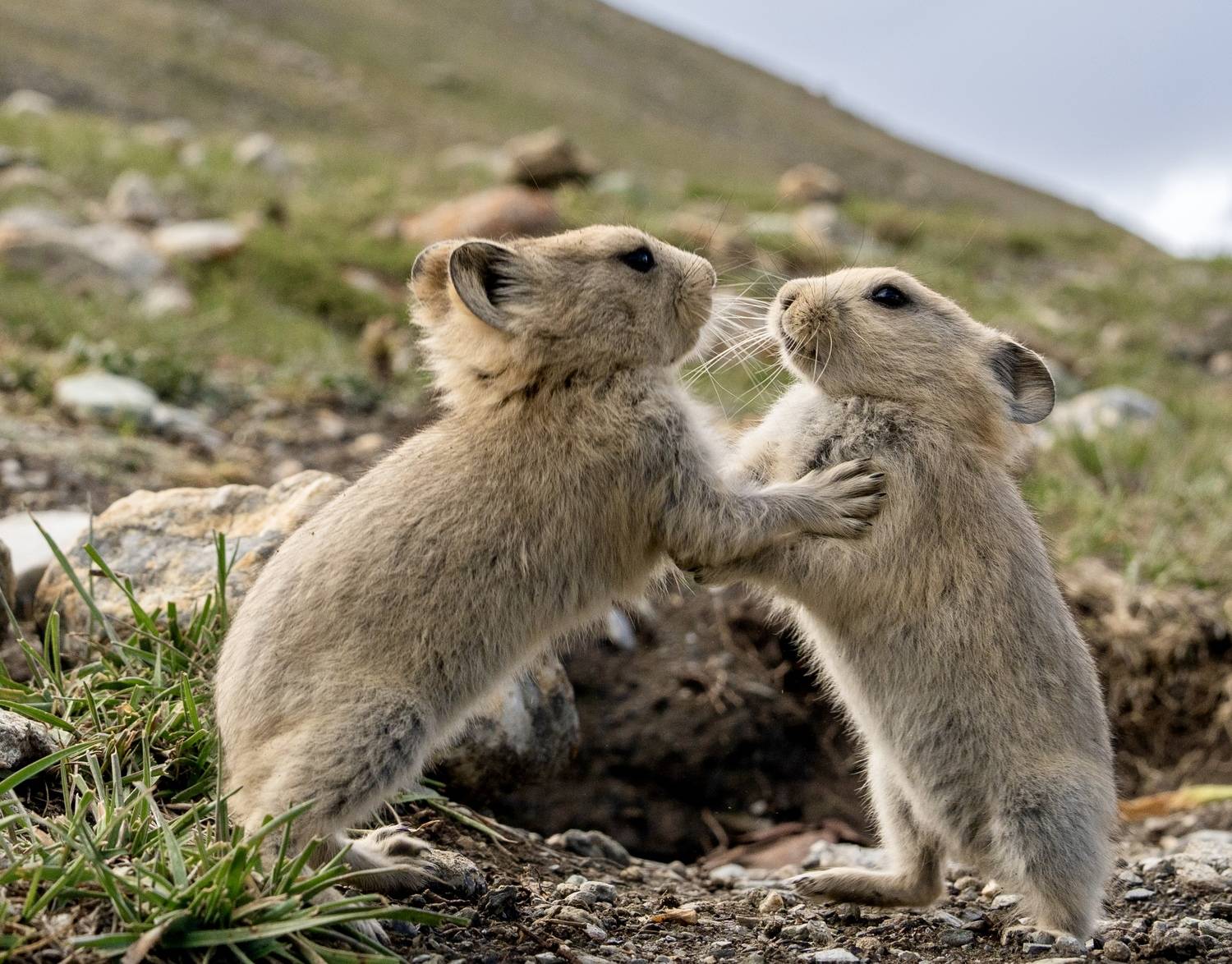 , Владимир Цветов