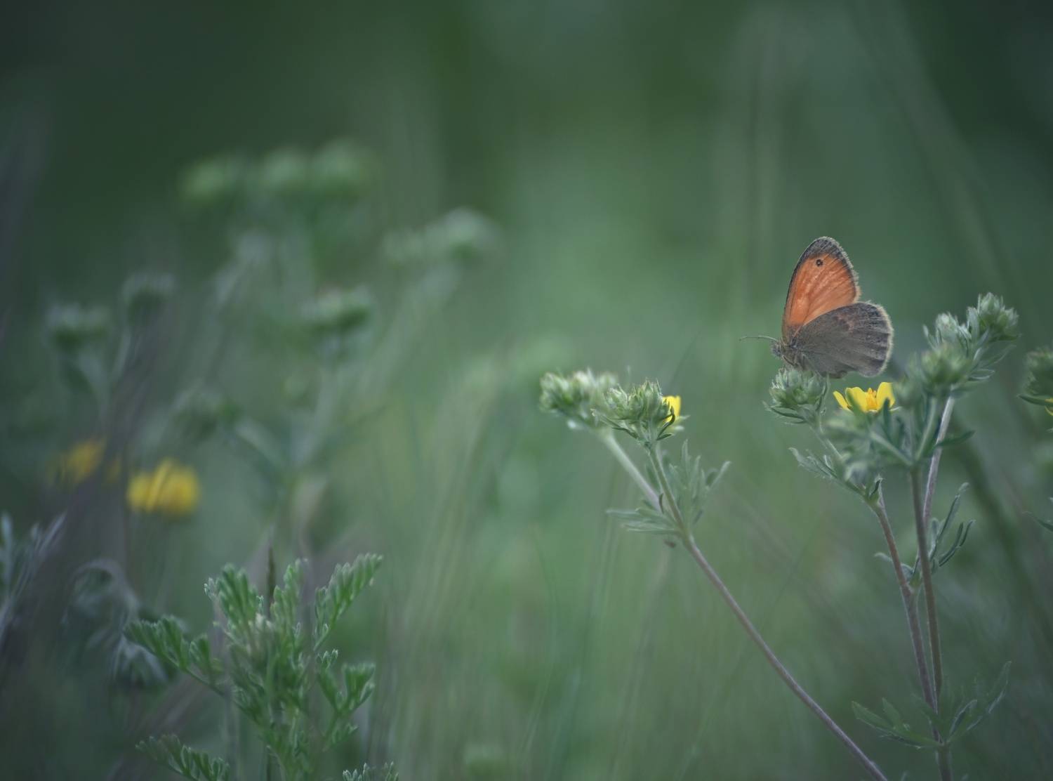 , Герчев Николай