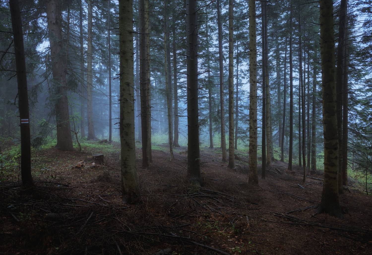 ,  Mirosław Pruchnicki