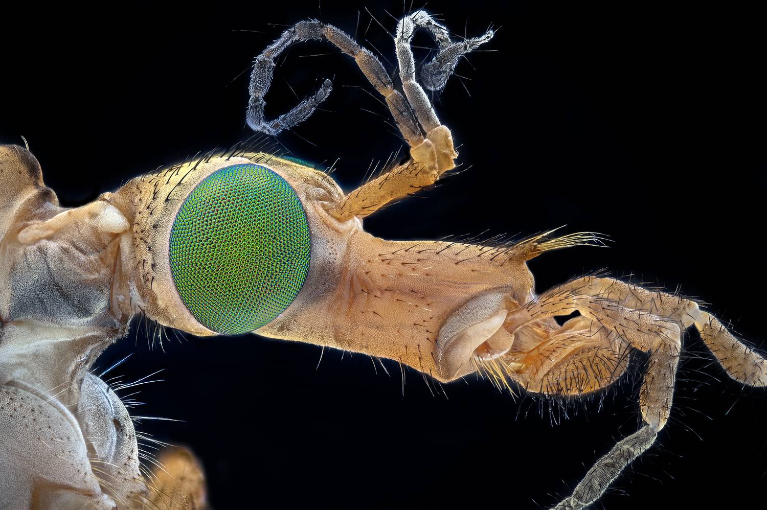 ceclii, macro, Ganev Tsvetan