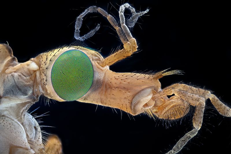 ceclii, macro  фото превью