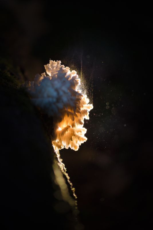 Ежовик, гриб Сухопутный коралл фото превью