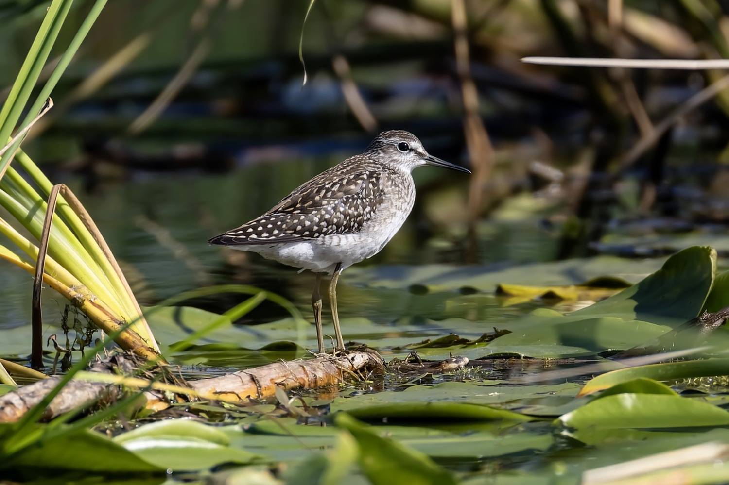 кулик, фифи, птицы, Руслан Pl