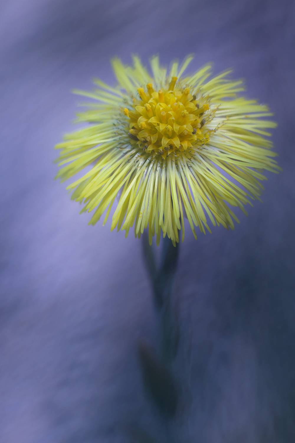 макро, цветок, мать и мачеха, macro, flower, coltsfoot, tussil&aacute;go, Хилько Марина