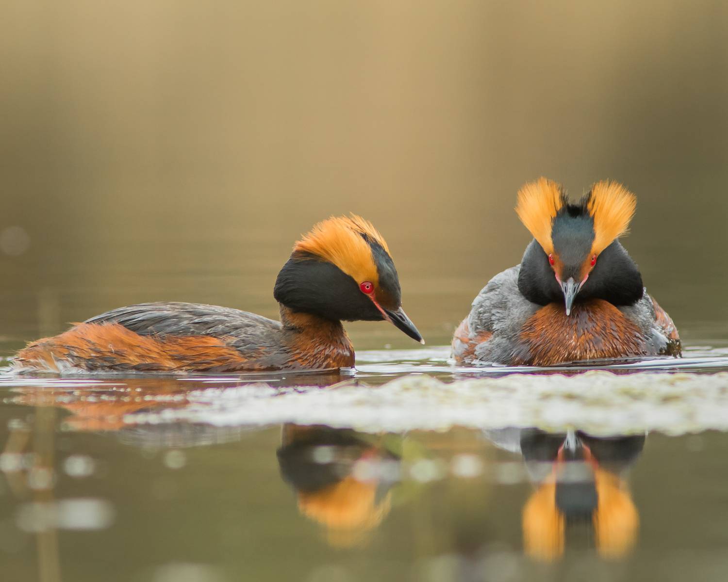 красношейная поганка, Суслов Дмитрий