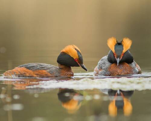 Красношейные поганки