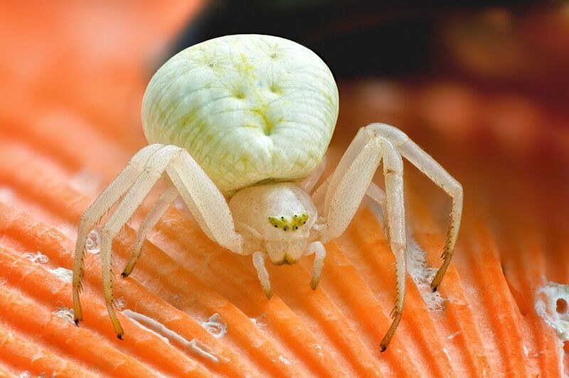 мизумена  фото превью