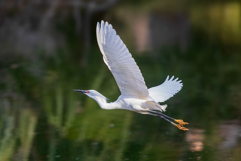 Снежная цапля. \