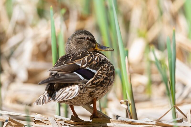 кряква, утка, птица, птицы, весна, май, новосибирск, фотоохота Солнечная кряква фото превью