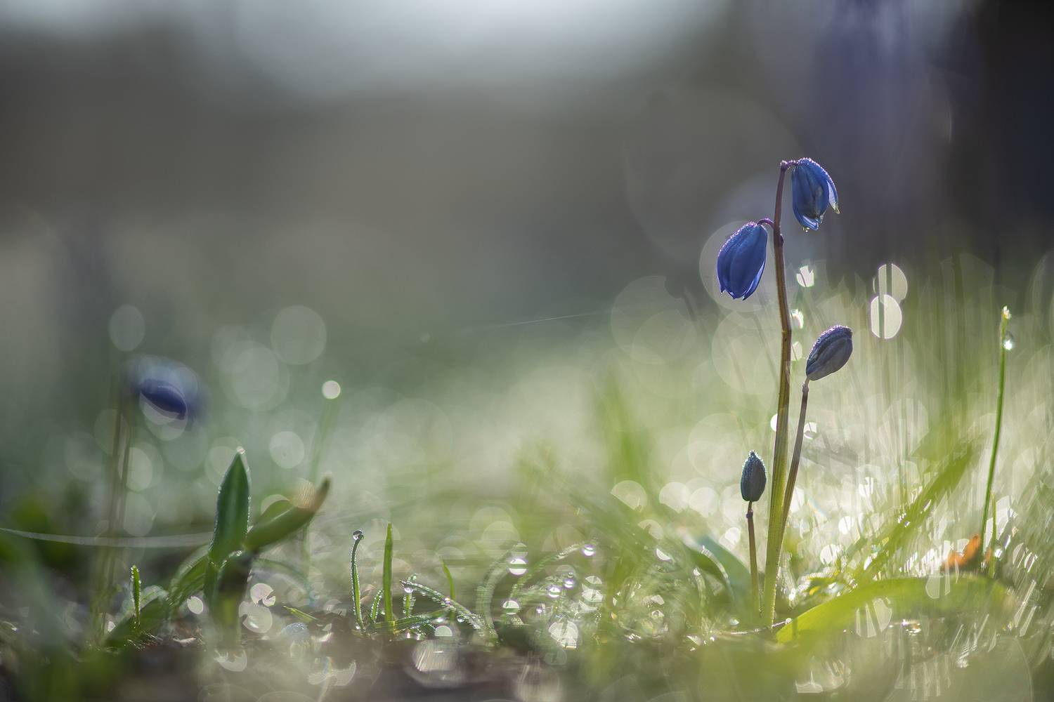 пролеска, первоцвет, апрель, весна, свет, цвет, россия, воронеж, геннадий мещеряков, nikon d 850, carl zeiss makro-planar t* 100mm f/2 zf.2, Мещеряков Геннадий