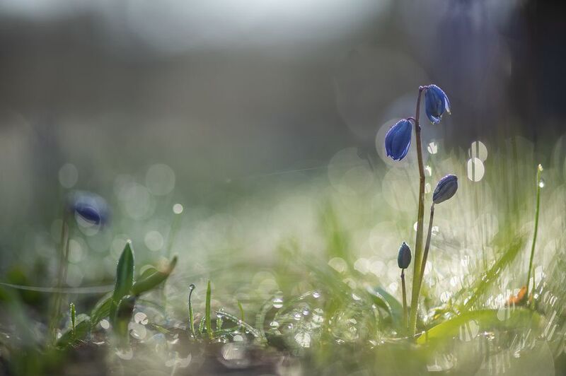 пролеска, первоцвет, апрель, весна, свет, цвет, россия, воронеж, геннадий мещеряков, nikon d 850, carl zeiss makro-planar t* 100mm f/2 zf.2 Ранняя пролеска с паутинками морозного утра... фото превью
