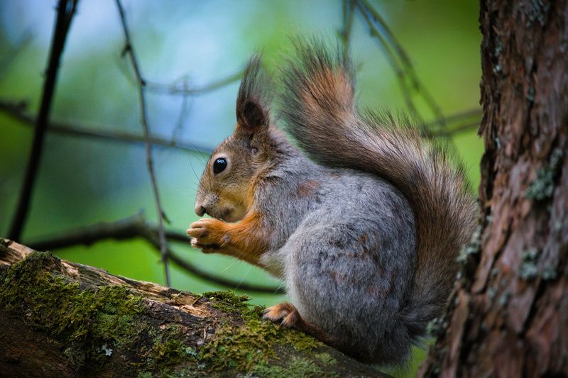 фото превью