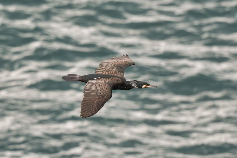 Над седой равниной моря.. фото превью