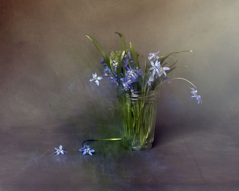 Весенний первоцвет фото превью