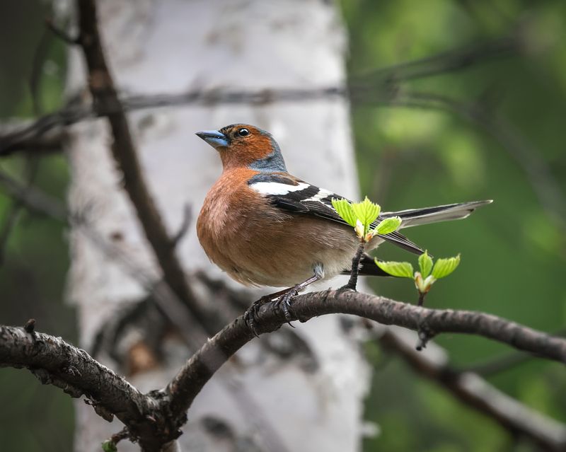 зяблик, птицы, бердвочинг Щеголь! фото превью