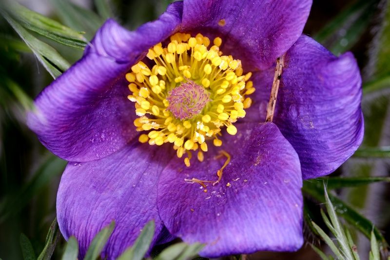 прострелы, сон трава Весенний макромир фото превью