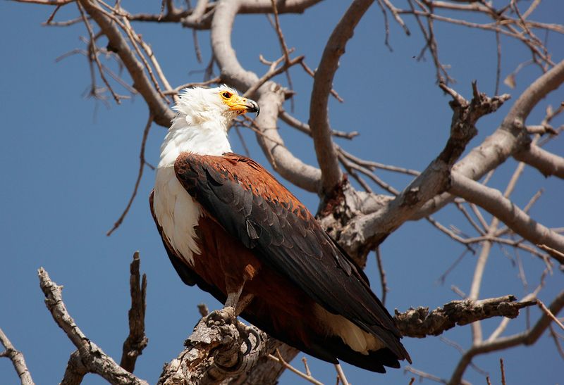 Высоко сижу... фото превью