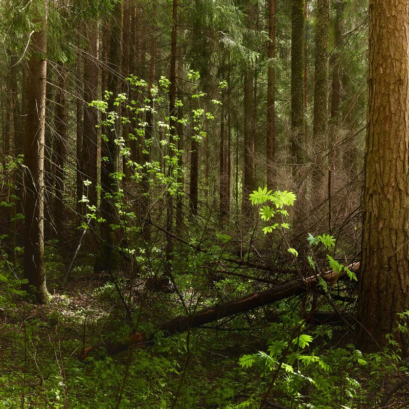 лес В лесу фото превью