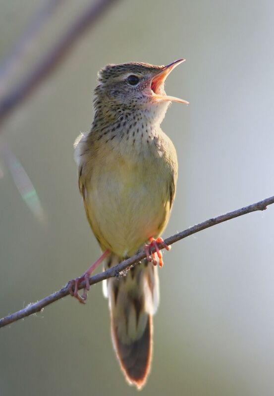 обыкновенный сверчок, locustella naevia Рассветная песенка. фото превью