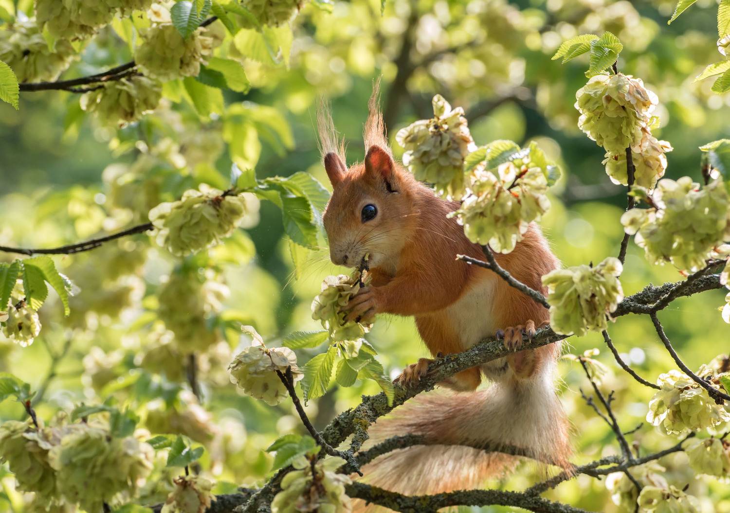 Белка, вяз, семена, завтрак, Чепленко Алексей