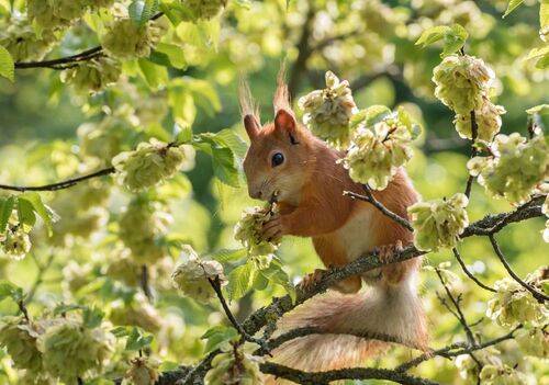 Отгрызанная веточка