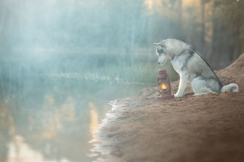 Туман на озере фото превью