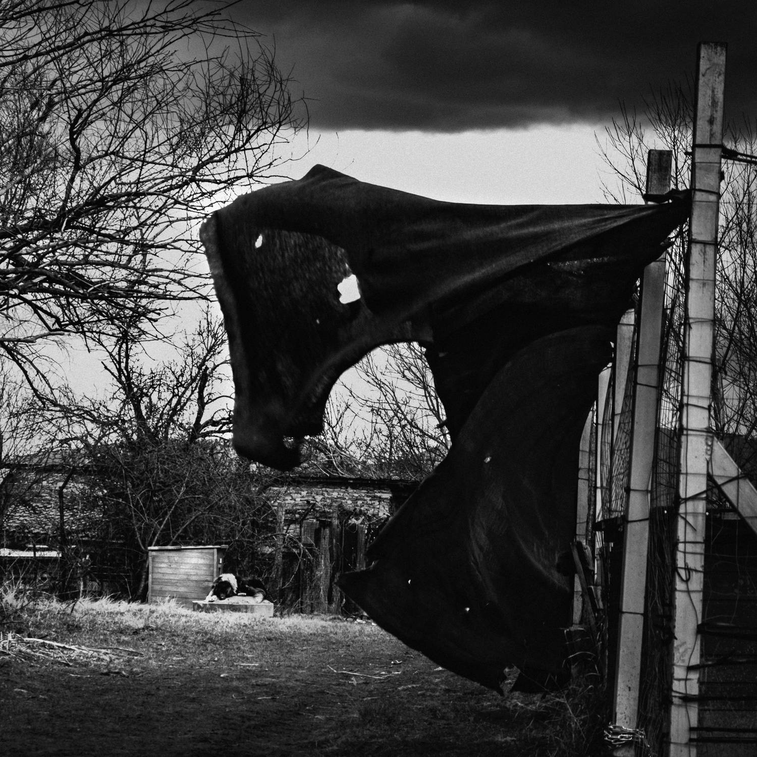 dog, Denis Buchel (Денис Бучель)