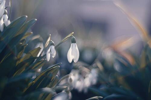 Мартовские подснежники.