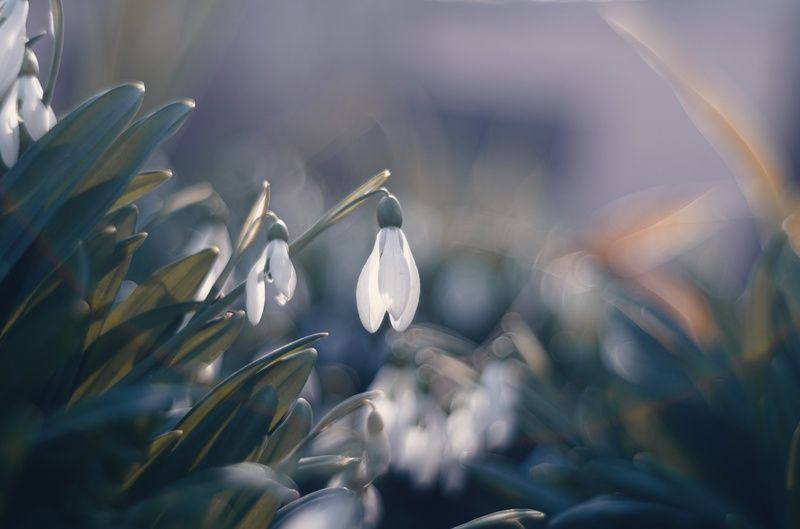 Мартовские подснежники. фото превью